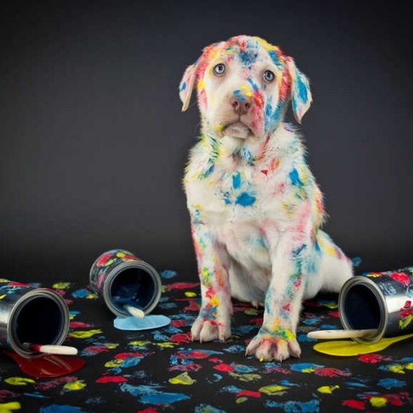 Meet your Posher, Terri - Picture 2 of 4